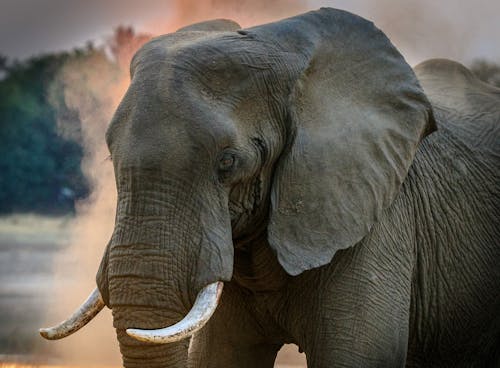 grátis Elefante Cinzento Foto profissional
