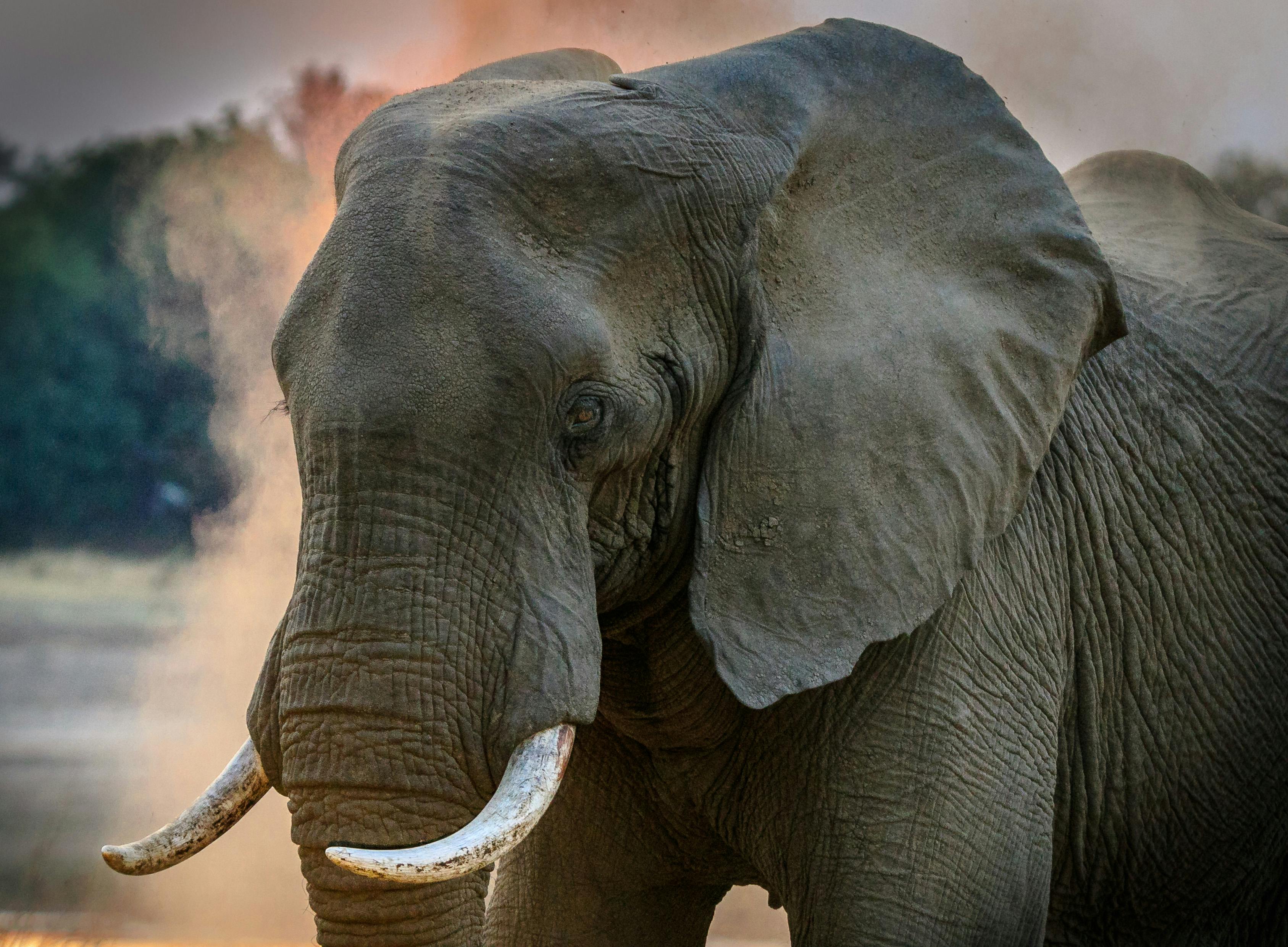 Foto gratuita di animale, avorio, elefante