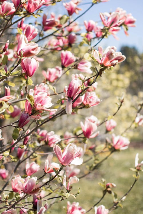 Beautiful Magnolia Pink Flowers 