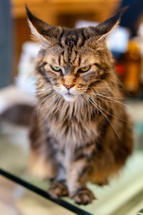 Free Close-Up Photograph of a Main Coon Cat Stock Photo
