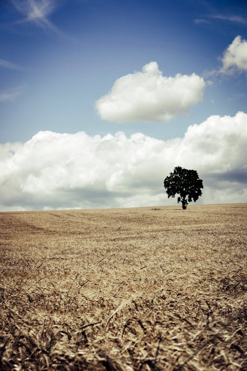 Gratis stockfoto met boerderij, boom, hemel