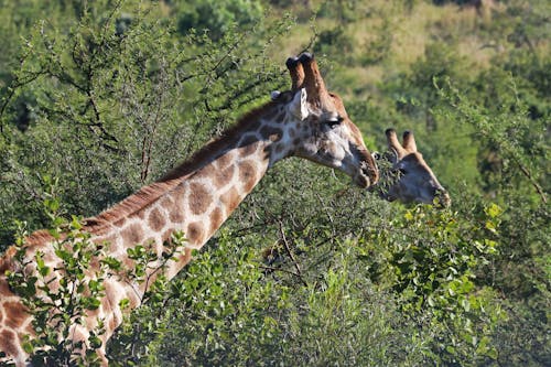 Free Close-Up Photography of Giraffe Near Trees Stock Photo