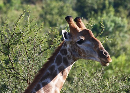 Close-Up Photography of Giraffe Head