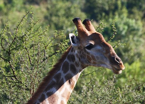 Free Side profile of a giraffe surrounded by green foliage, captured in its natural habitat. Stock Photo