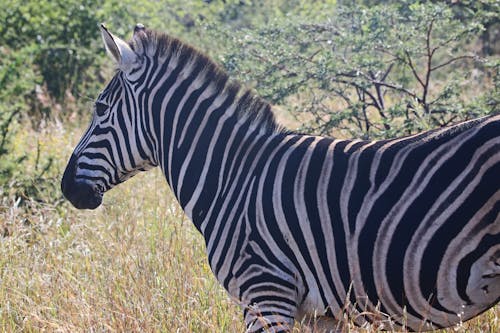 Free Close-Up Photography of Zebra Stock Photo