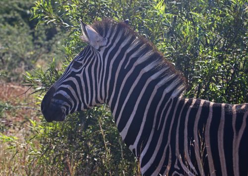 Free Close-up of a zebra showcasing its distinctive stripes in a natural setting. Stock Photo