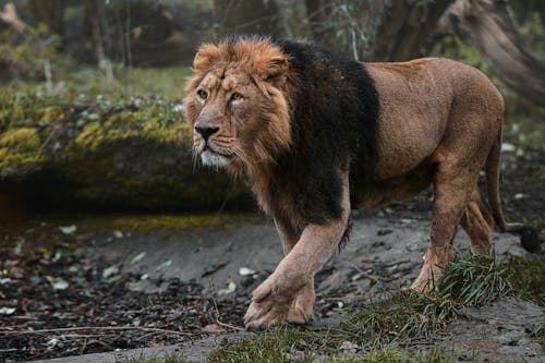 Photo of a Black and Brown Lion