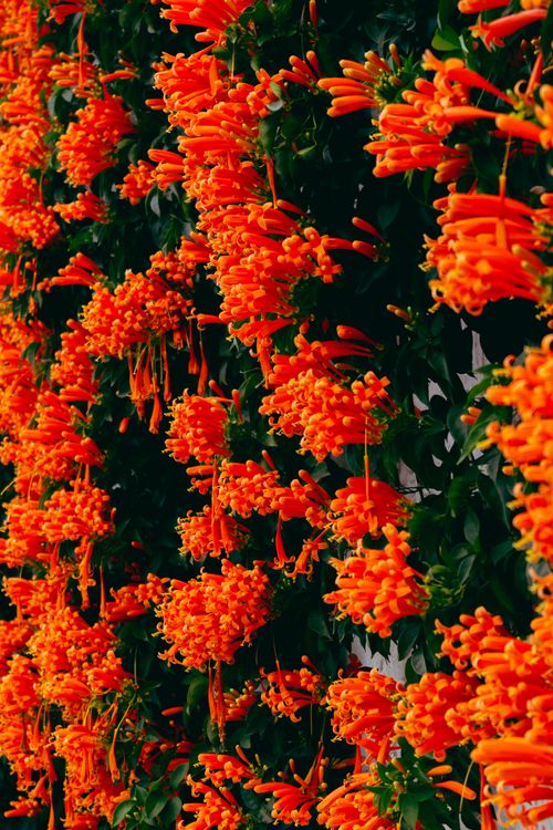 Free stock photo of 4k background, 8k wallpaper, flora Stock Photo