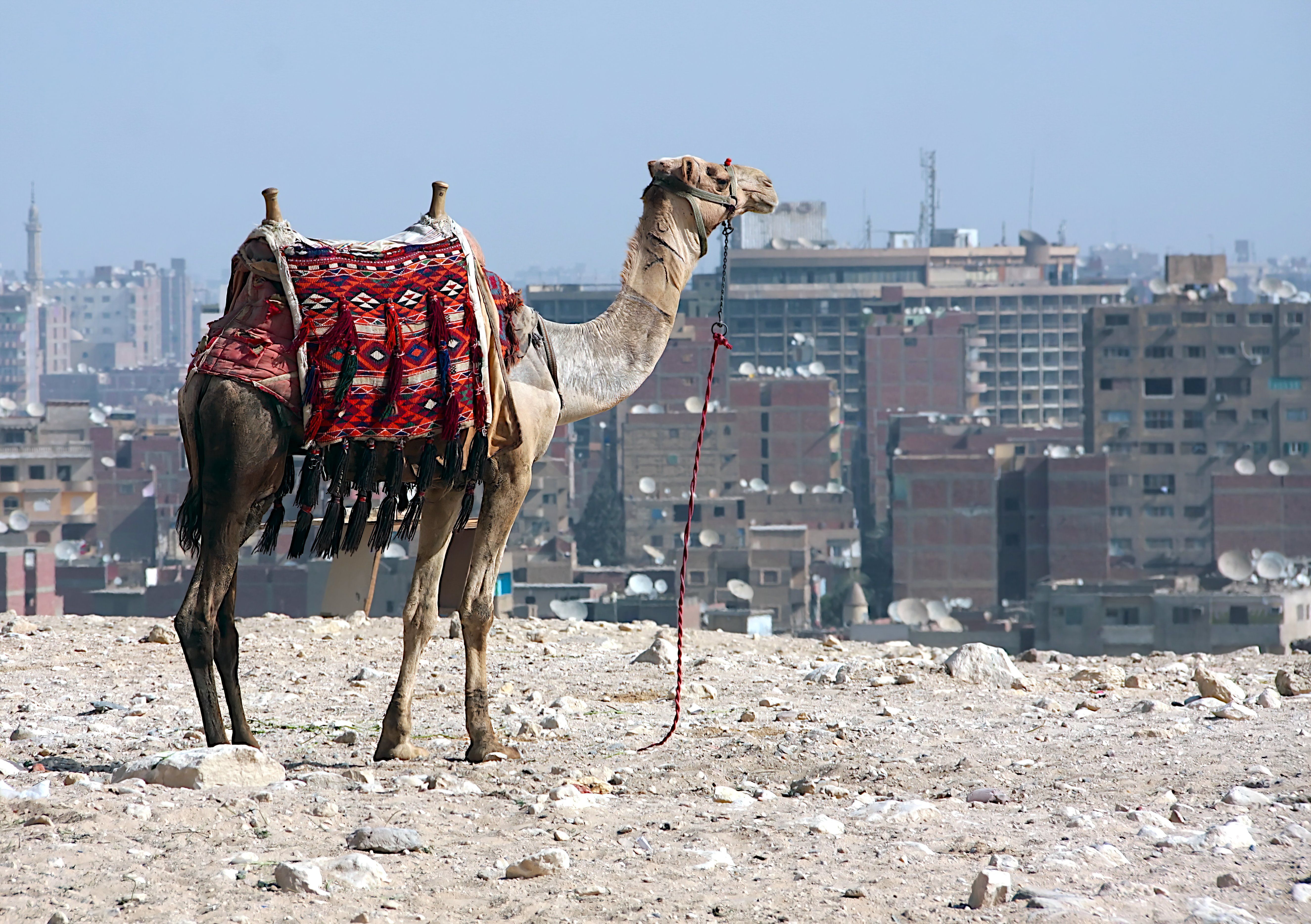 Egypt Finance Minister Pressed on Whether Growth Reaches Citizens' Pockets