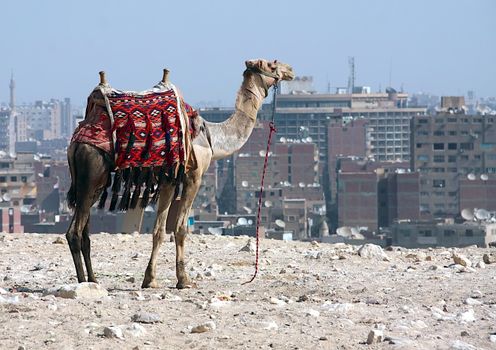A camel with a colorful saddle stands against the backdrop of Giza's urban landscape.
