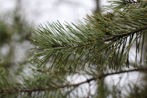 Free Detailed view of a conifer branch with dewdrops on green needles. Stock Photo