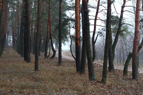 Free Photograph of a Forest with Trees During a Foggy Morning Stock Photo