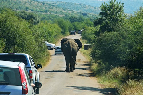 Gratis Fotografía De Elefante En La Carretera Foto de stock