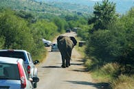 在南非皮拉斯堡国家公园，一头大象穿过马路，穿行在车流中