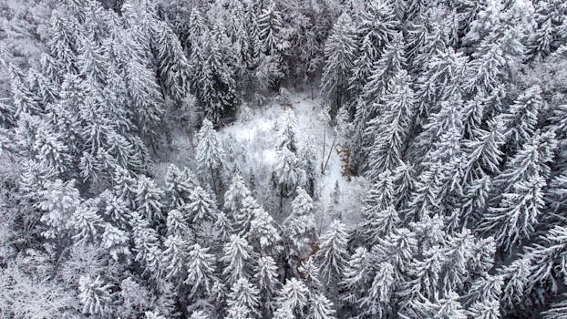 Drone shot of a dense, snow-covered forest in Lithuania during winter.