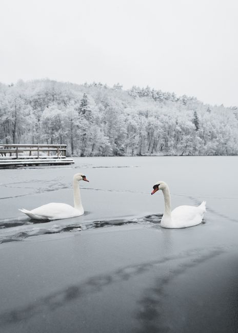 Two swans gracefully glide over a frozen lake surrounded by snow-covered trees in Vilnius, Lithuania.
