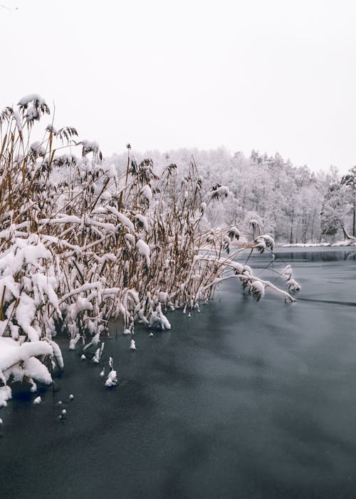 бесплатная Бесплатное стоковое фото с вертикальный выстрел, деревья, замерзшее озеро Стоковое фото