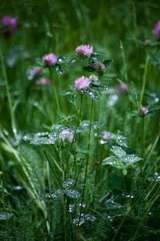 Close-up of pink clover flowers with dewy leaves in a lush green meadow.