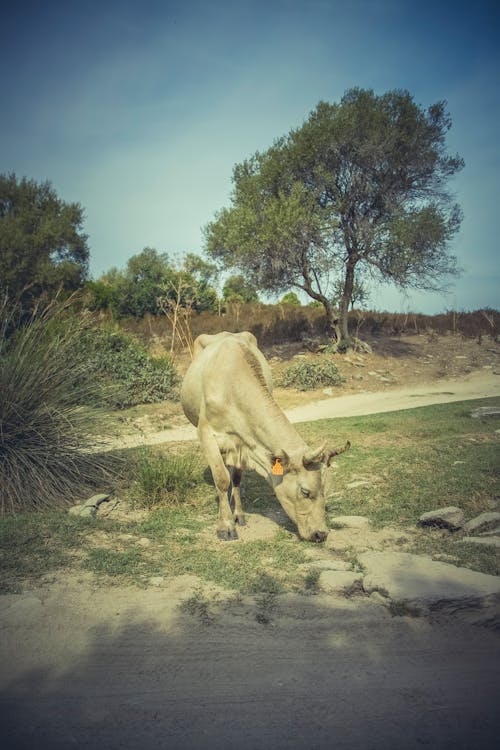 Photos gratuites de animal, herbe, photographie animalière