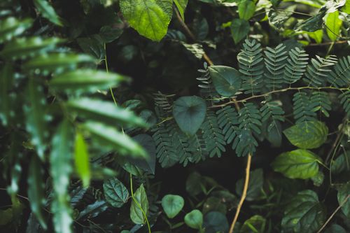 Free Close-up of lush green ferns among dense foliage, capturing nature's tranquility. Stock Photo