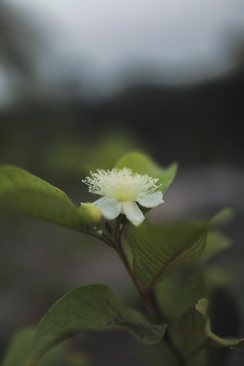 Foto stok gratis berkembang, bunga, Daun-daun