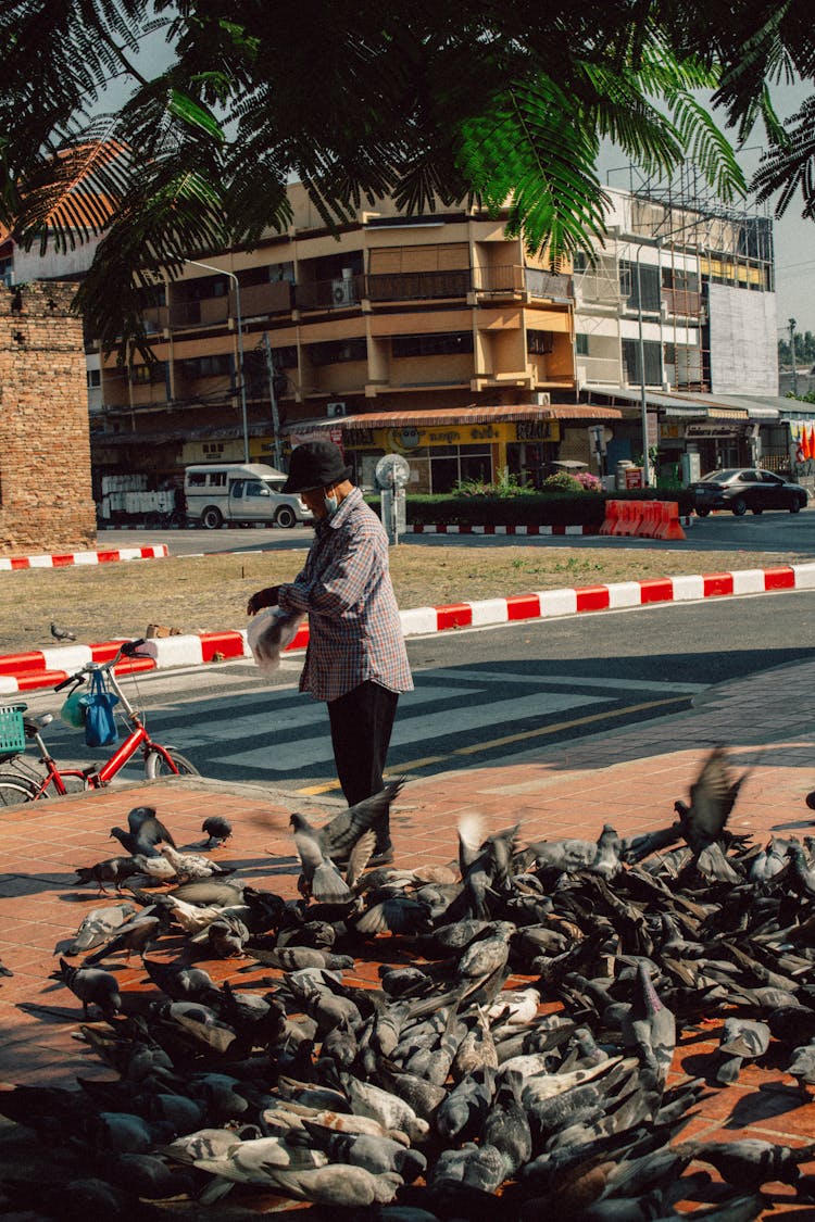 Man Feeding Pigeons