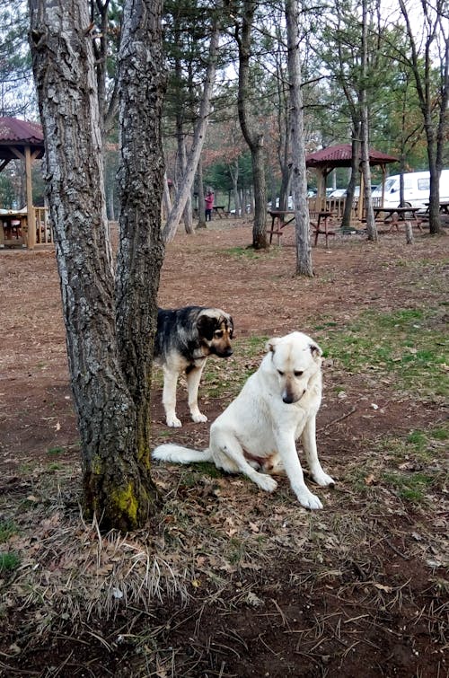 Free Photograph of Dogs Near a Tree Stock Photo