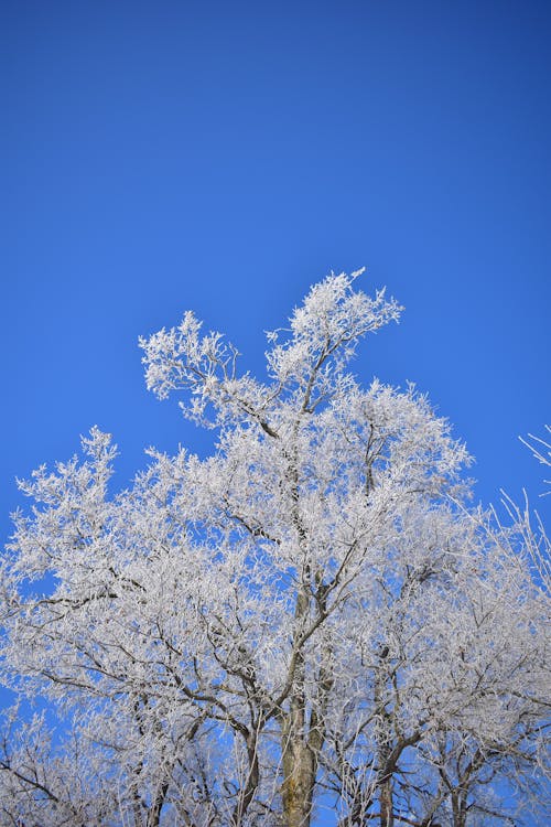Frosty Tree on the Background of a Blue Sky 
