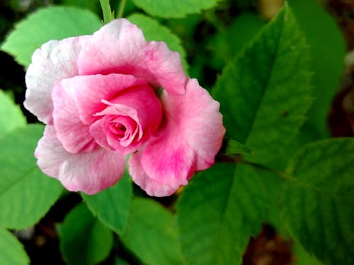 Foto d'estoc gratuïta de flor, flor rosa, natura