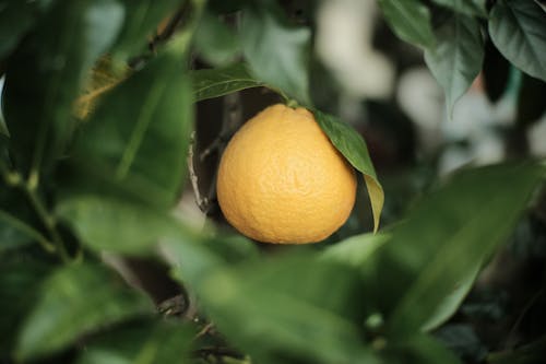 Ingyenes stockfotó gyümölcsfa, narancsok, vérnarancs témában