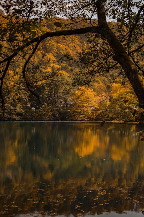 Free Autumn Trees Beside Body of Water Stock Photo