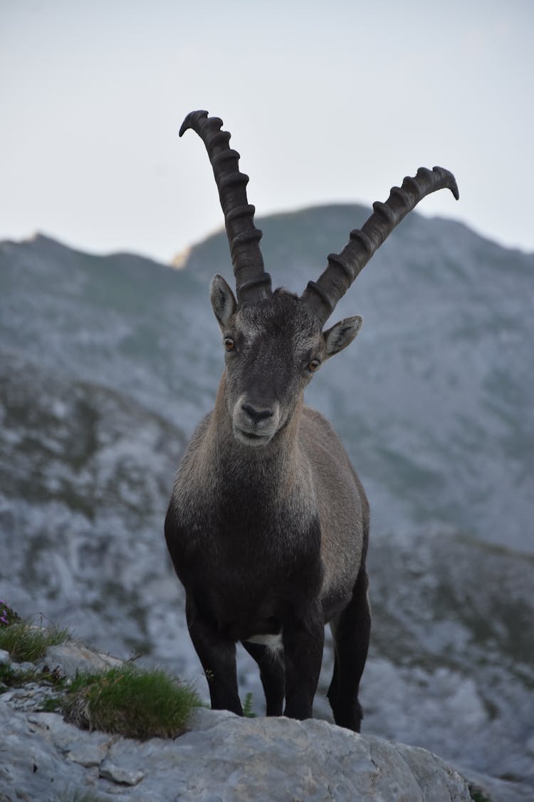 Photograph Of An Ibex With Long Horns