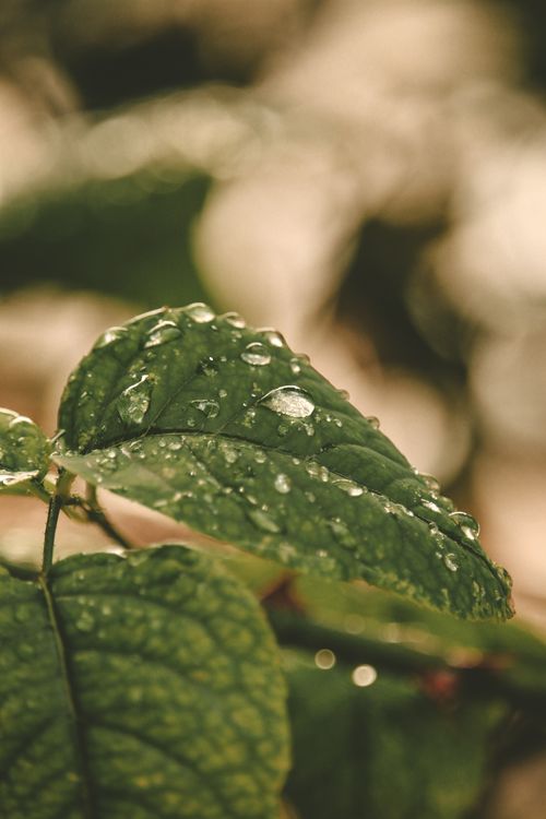 Free Macro shot capturing dew and water droplets on a vibrant green leaf, highlighting nature's delicate beauty. Stock Photo