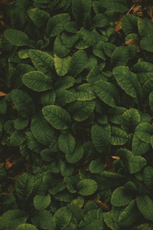 垂直拍摄, 植物, 樹葉 的 免费素材图片