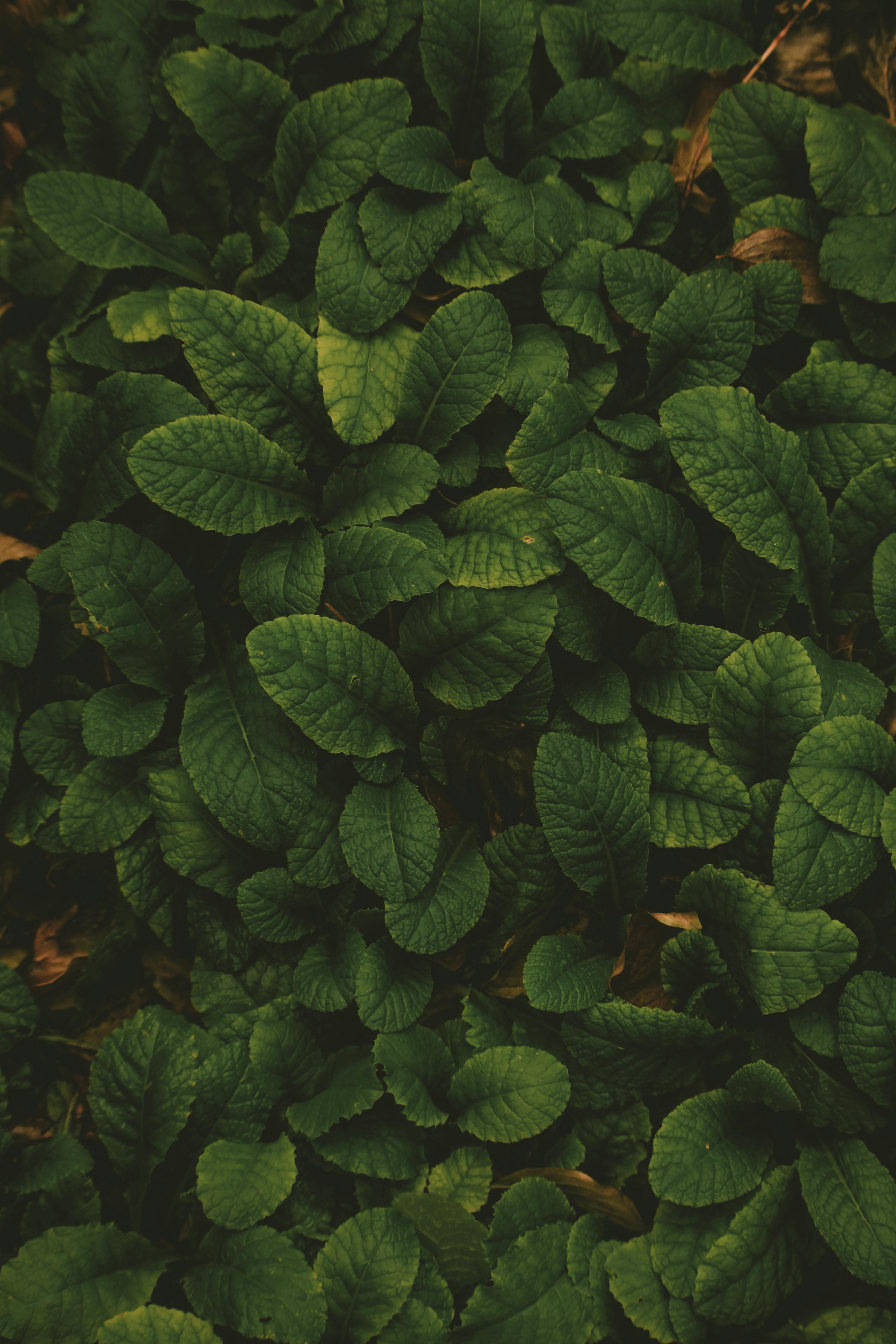 Dark Green Leaves in Dark Background · Free Stock Photo