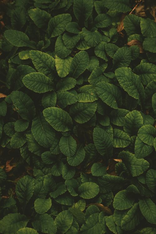 Free A close-up view of vivid dark green leaves creating a lush, natural background. Stock Photo