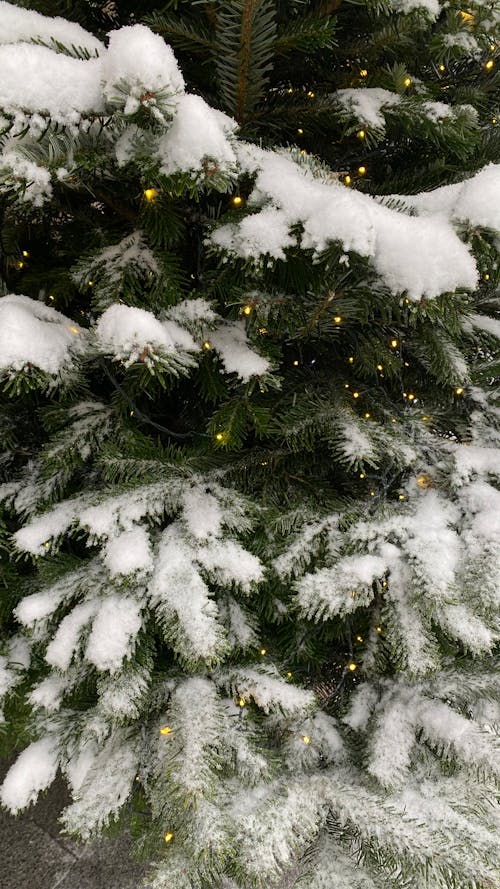 Gratuit Photos gratuites de arbre à feuilles persistantes, hiver, neige Photos