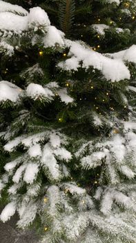 Close-up of a snow-covered evergreen tree adorned with twinkling festive lights, perfect for winter themes.