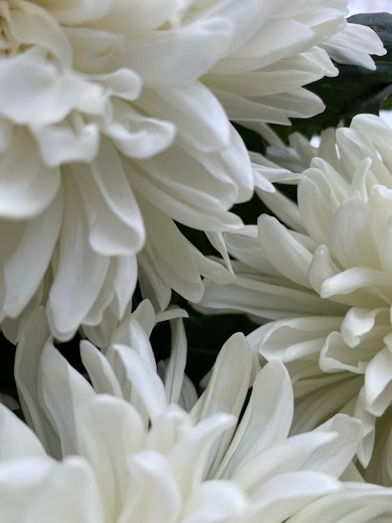 White Flower in Close Up Photography