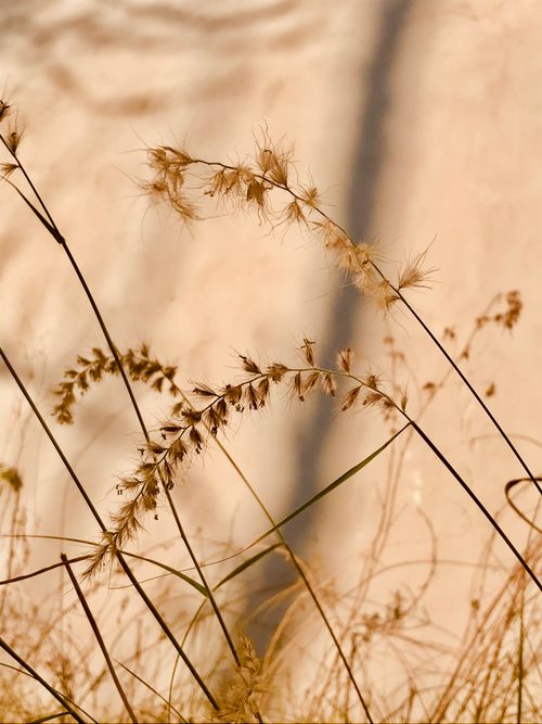 Free Beautiful wild grasses backlit by sunlight, showcasing delicate textures in Kotli. Stock Photo