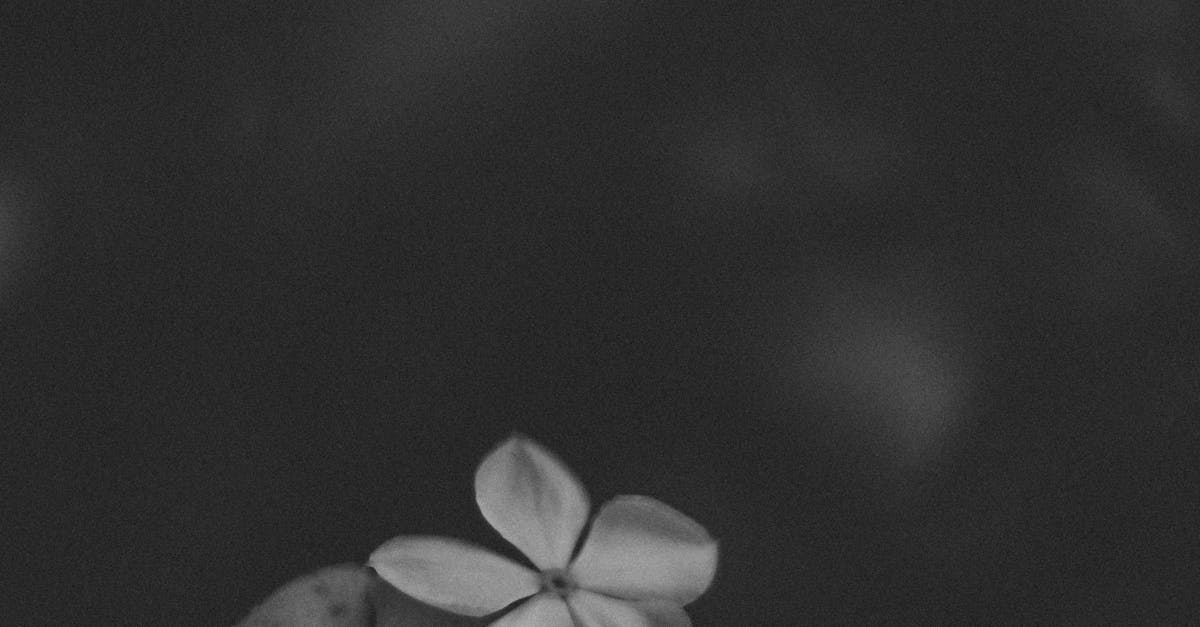 Free stock photo of beautiful flowers, black and white