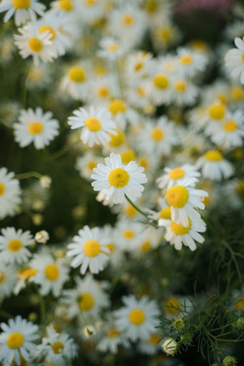 Camomile Flowers 