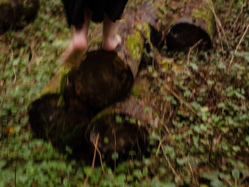 Free stock photo of 35mm, 35mm film, autumn forest Stock Photo