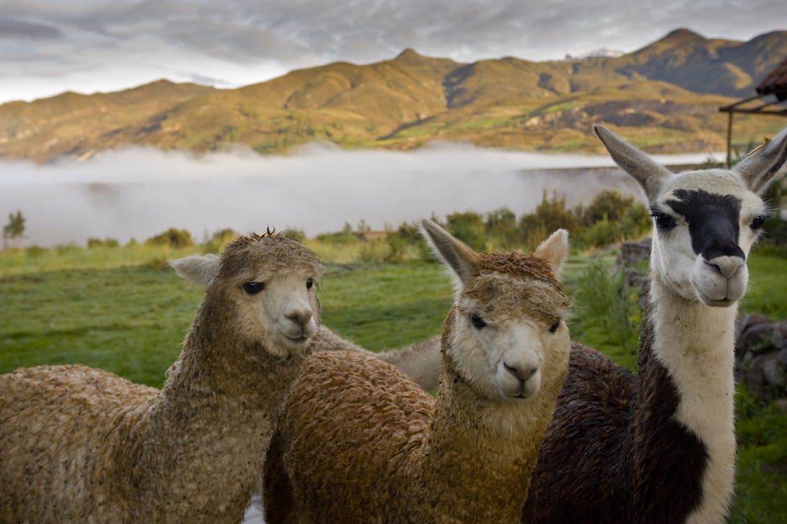 Photograph of Alpacas with Wool