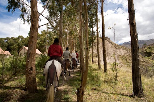 ağaçlar, atlar, binmek içeren Ücretsiz stok fotoğraf