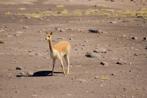 A Vicuña in an Arid Landscape