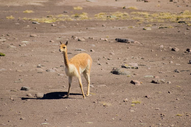 A Vicuña In An Arid Landscape