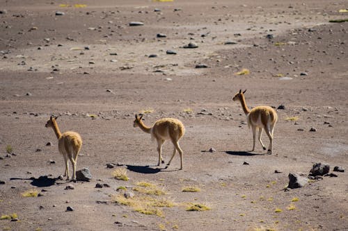 Vicuñas Walking in an Arid Landscape
