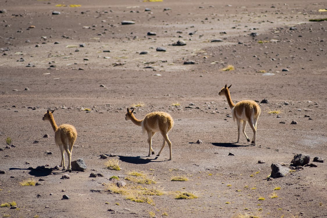 Vicuñas Walking in an Arid Landscape