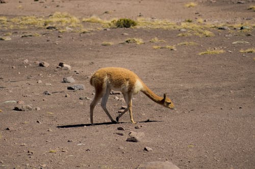 Imagine de stoc gratuită din animal, arid, deșert